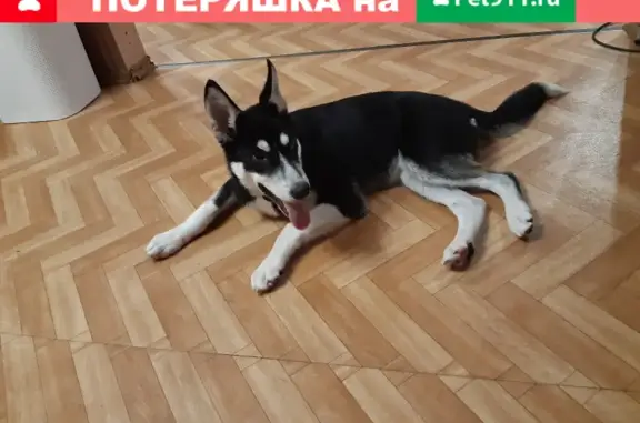 Найдена собака на улице Кутузова 8