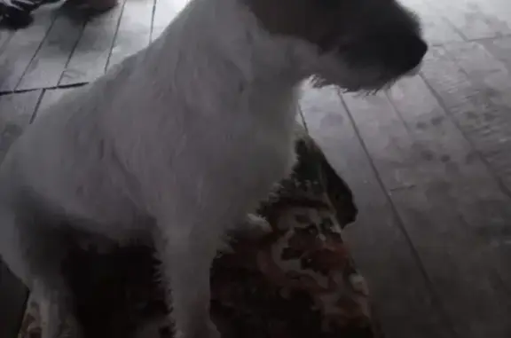 Собака найдена в д. Ордино, Тверская область