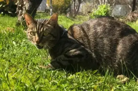 Пропала кошка Василий на ул. Гурьянова, 39 (Печатники, Москва)