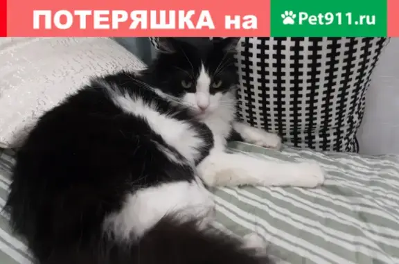 Пропала кошка Селик на Косинском шоссе, Люберцы.