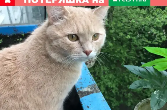 Пропала кошка Гоша, ул. Керченская 6, Зюзино