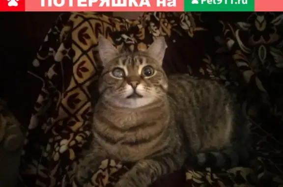 Кошки потеряшки, Челябинск, фото: Потеряшка кошка Маша с бельмом на глазу - помощь нужна!