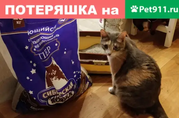 Кошки потеряшки, Красный Яр, фото: Потеряшка кошка Урса в селе Красный Яр, Ордынский район.