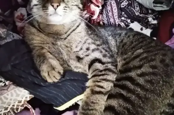 Кошки потеряшки, Чебоксары, фото: Потеряшка кот Марсик на улице Грасиса, Чебоксары