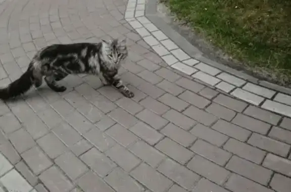 Найден кот на ул. Лермонтова, Сургут