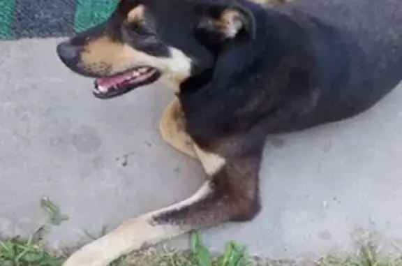 Найден пёс в Кременском, Медынский район, Россия