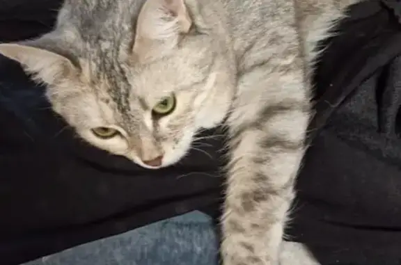 Кошки потеряшки, Ижевск, фото: Потеряшка кошка на Весенней улице, Раздолье, Удмуртия.