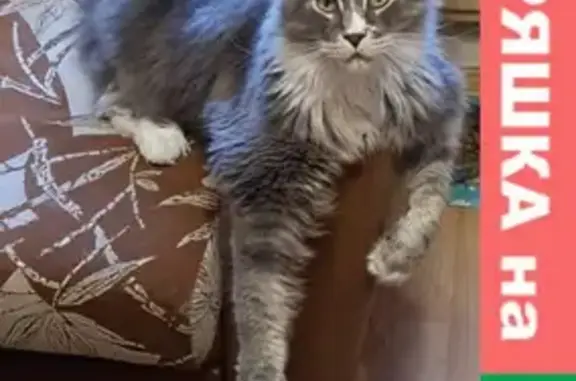 Кошки потеряшки, Санкт-Петербург, фото: Потеряшка кот по кличке Космос, ул. Верхняя 7, Старая, Всеволожский р-н.