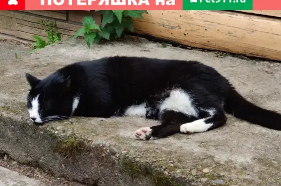 Найдена домашняя кошка в Иенево, Тверская область