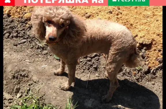 Пропала собака Дина на пр. Ленина, Комсомольск-на-Амуре
