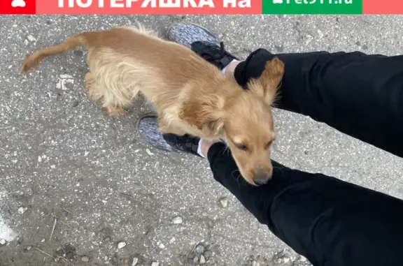 Найдена собака, Чебоксары, фото: Найдена собака около лагеря Бригантина, Чебоксары