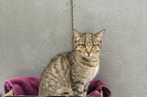 Найдена кошка на улице Михайлова