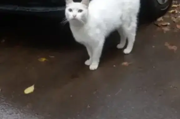 Найдена кошка в районе ЗАО, ищем хозяина.