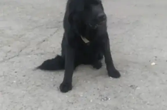 Найдена собака, Казань, фото: Найдена собака на Малой Армавирской