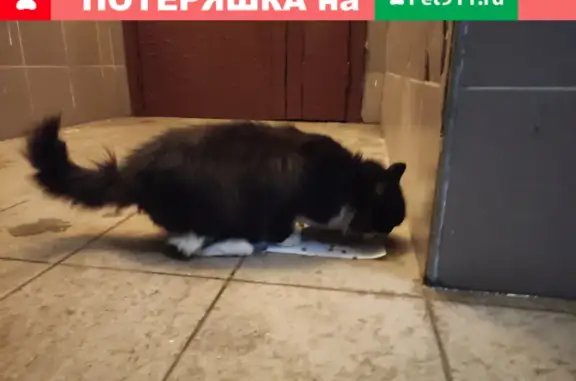 Найдена кошка у Метро Беляево: ул. Введенского 24к1