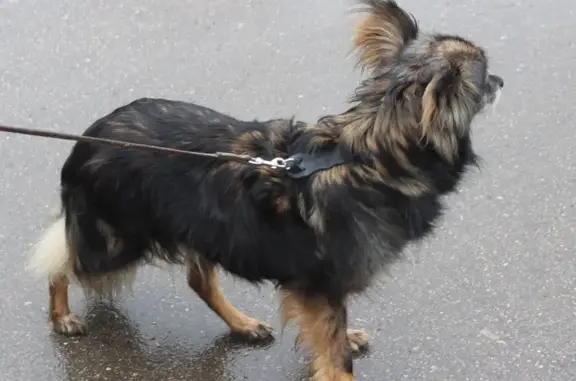 Найден активный щенок в Дзержинске, Нижегородская область