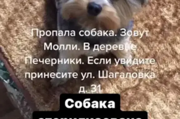 Собаки потеряшки, , фото: Потеряшка собака Молли в д. Печерники, Рязанская область
