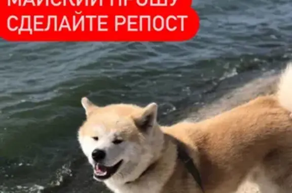 Пропала собака Японская Акита Ину в Белгородском районе
