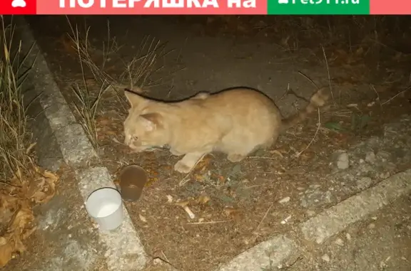 Найдена кошка на Маршала Геловани, Севастополь