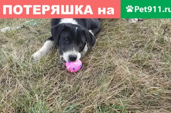 Собаки потеряшки, Индустриальный, фото: Потеряшка собака в Индустриальном, Краснодарский край