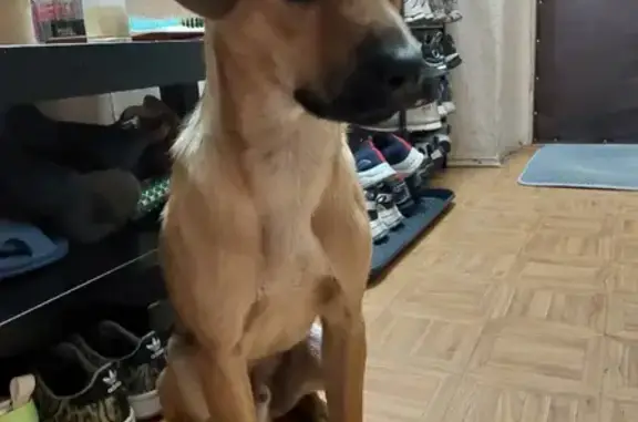 Найдена собака, Ростов-на-Дону, фото: Найден щенок на улице Зорге в Ростове-на-Дону