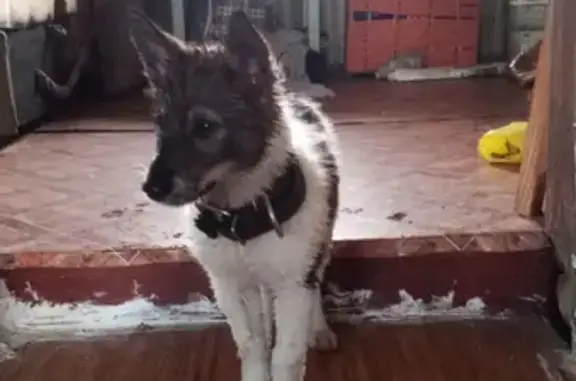 Потерянные животные Новокузнецк, фото: Пропала собака на Чулымской улице в Орджоникидзевском районе