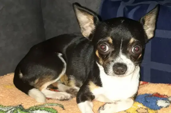 Собаки потеряшки, Ярославль, фото: Потеряшка собака с швом на животе на Хвойной улице в Ярославле