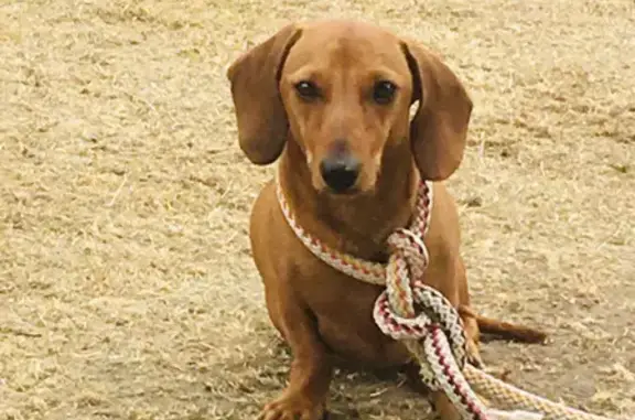 Собаки потеряшки, Санкт-Петербург, фото: Потеряшка собака на проспекте Кузнецова, СПб.