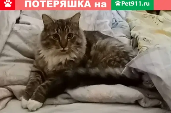 Кошки потеряшки, Санкт-Петербург, фото: Потеряшка кошка на улице Тракторной, Нарвский округ, Санкт-Петербург.