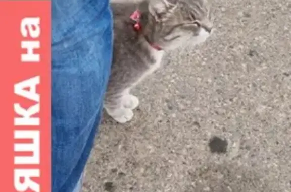 Ухоженная кошка с бантиком на шее на ул. Бабушкина, 189А