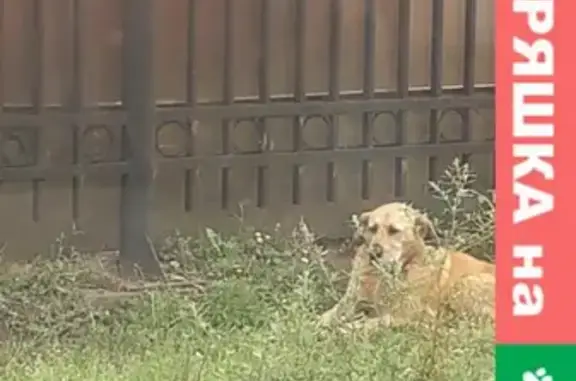 Найдена потерявшаяся собака у метро Кантемировская