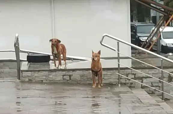 Найдены 2 собаки у Перекрестка, ухоженные