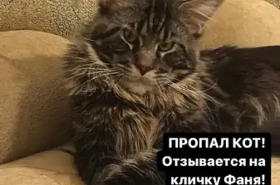 Потерянные животные Ростов-на-Дону, фото: Пропал кот Мейн-кун, нужна помощь! (40 символов)