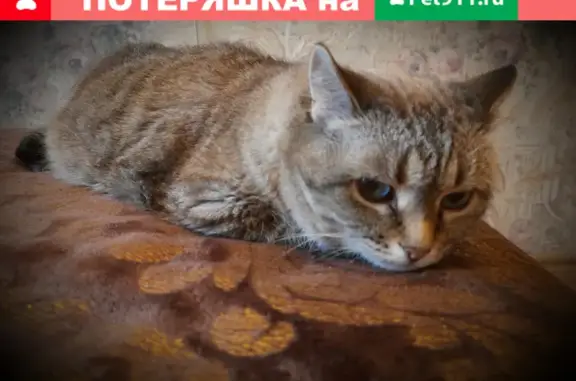 Пропала кошка Даша в районе часовня, Чкалово, Люберцы.