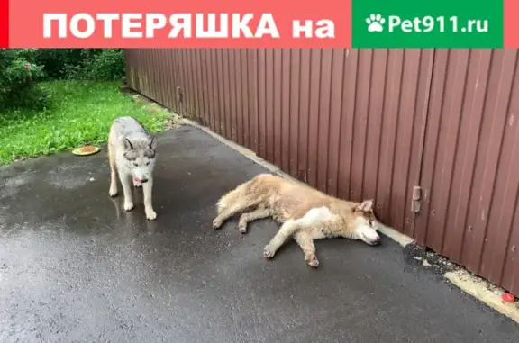 Пропала собака в поселении Десенёвское, Новая Москва