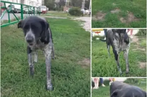 Собаки потеряшки, Липецк, фото: Потеряшка собака Арчи, ищем на Агрономической, Липецк