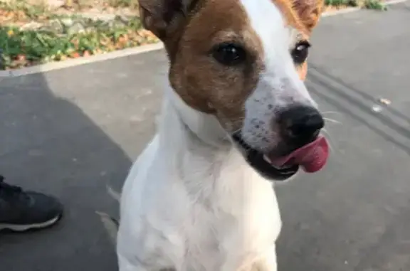 Собака найдена на Гарнизонном проезде в Туле