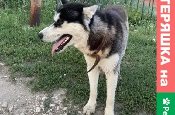 Найдена собака в районе Красной Глинки