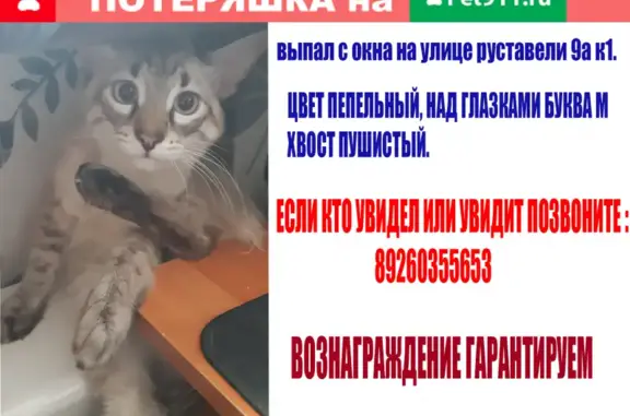 Пропала кошка на улице Руставели, Москва