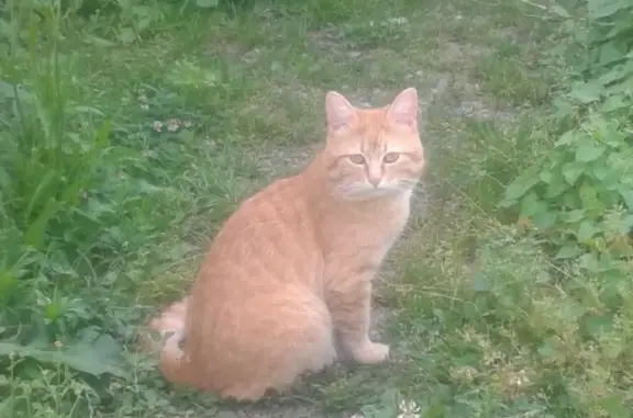 Объявления о пропавших и найденных животных, Краснооктябрьское, фото: Пропала кошка Агатик в станице Безводная, Майкопский район, Адыгея