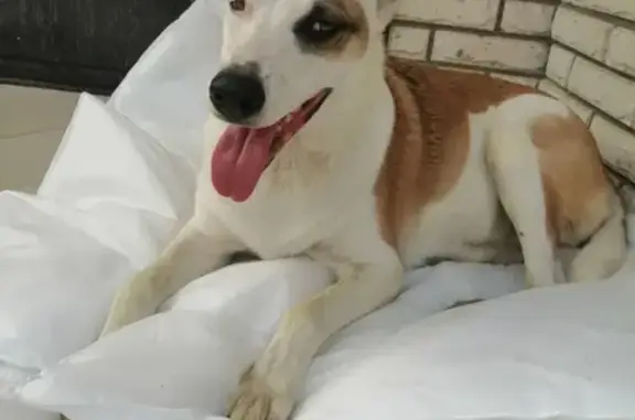 Собаки потеряшки, Российский, фото: Потеряшка собака Девочка Альма в районе Российской