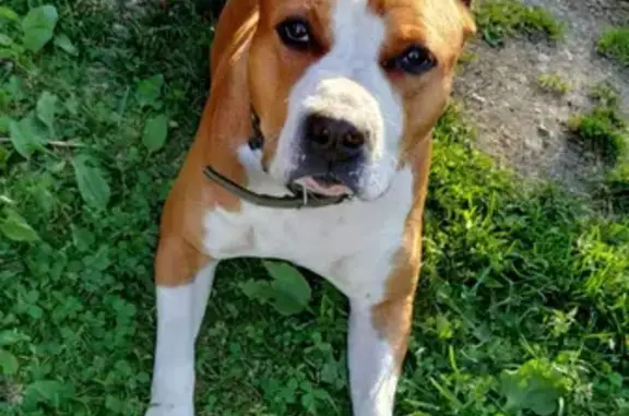 Собаки потеряшки, Санкт-Петербург, фото: Потеряшка собака Буффа, адрес: 3, 2-й Муринский проспект, СПб