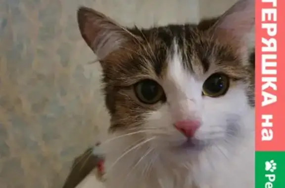 Кошки потеряшки, Ульяновск, фото: Потеряшка кошка: 58 ул. 9 Мая, Ульяновск