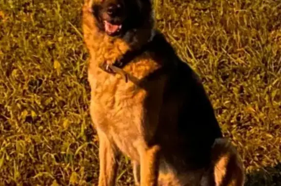 Найдена собака в Москве, Бирюлево западное, ищется хозяин