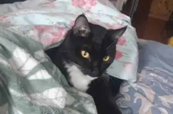 Кошки потеряшки, Чита, фото: Потеряшка кот Марик на трассе Улан-Удэ - Чита.