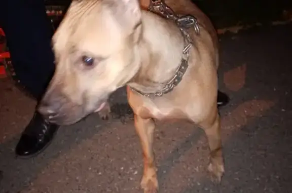 Найдена собака Стафф сучка на Алтайской улице