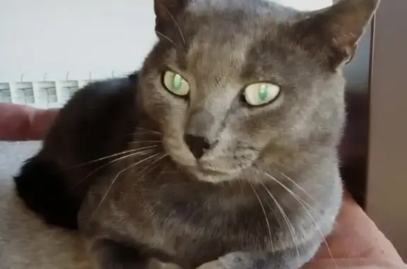 Найден ручной кот в Московском районе, ищет хозяина