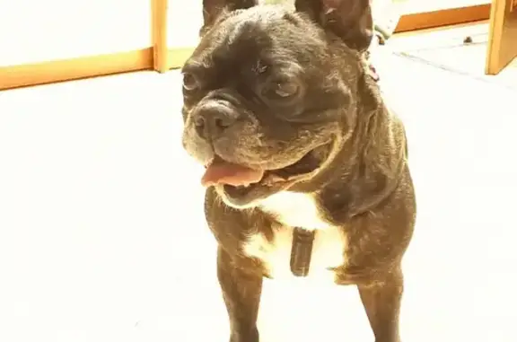 Найденные животные Калининград, фото: Найден бульдожка в районе зоопарка, ищем хозяев в Калининграде