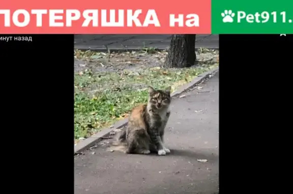 Найдена молодая трёхцветная кошка на улице Яблочкова, 4