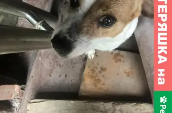Найдена собака на Дачной улице, Нахабино
